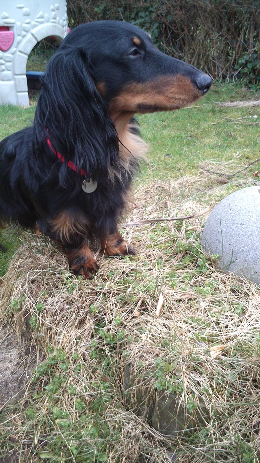 Dværggravhund Vaks billede 11