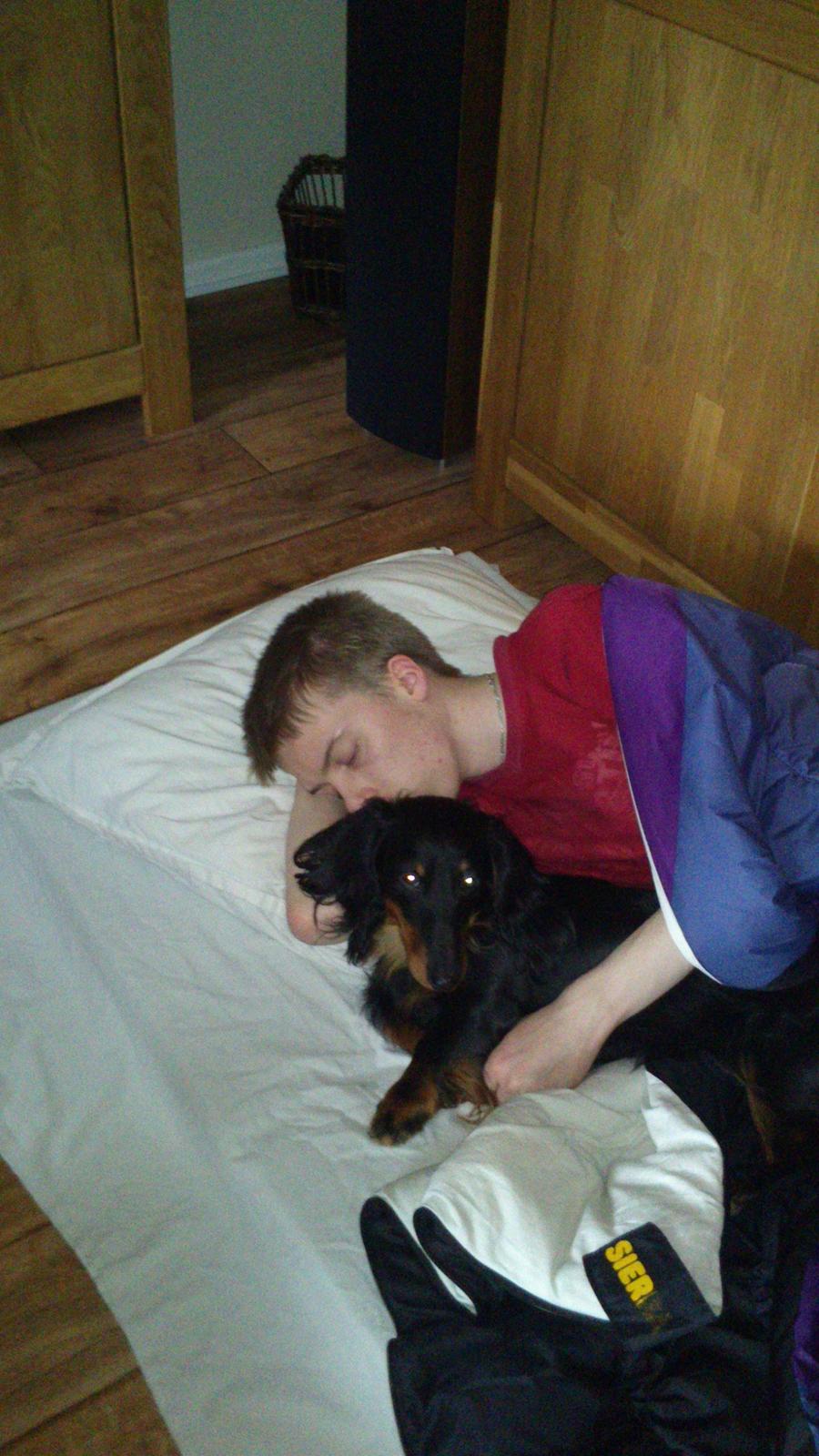 Dværggravhund Vaks billede 7