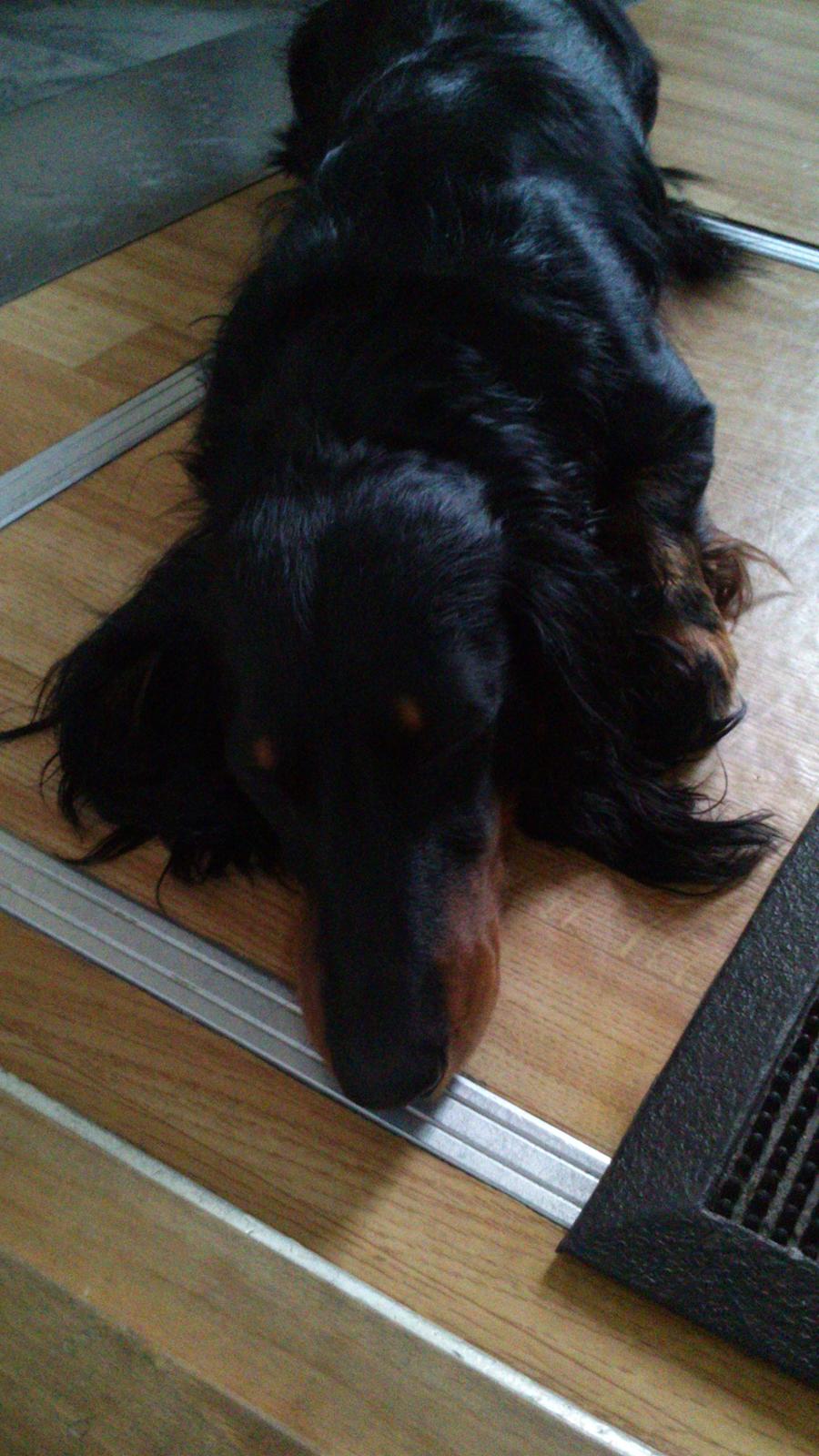 Dværggravhund Vaks billede 12