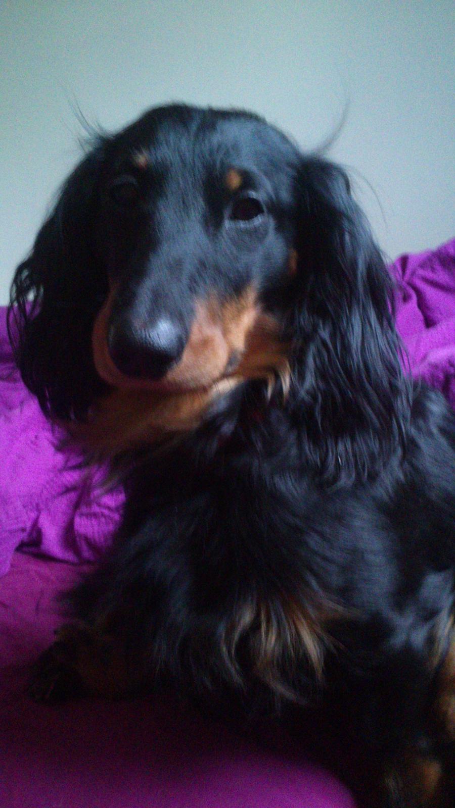 Dværggravhund Vaks billede 13