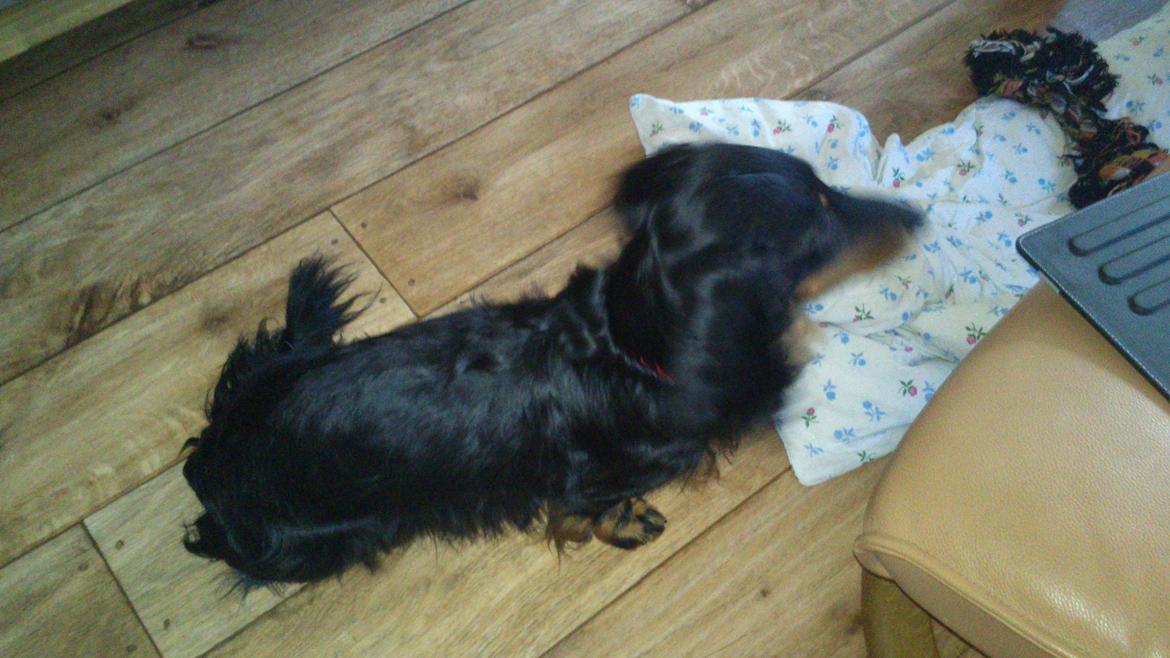 Dværggravhund Vaks billede 10