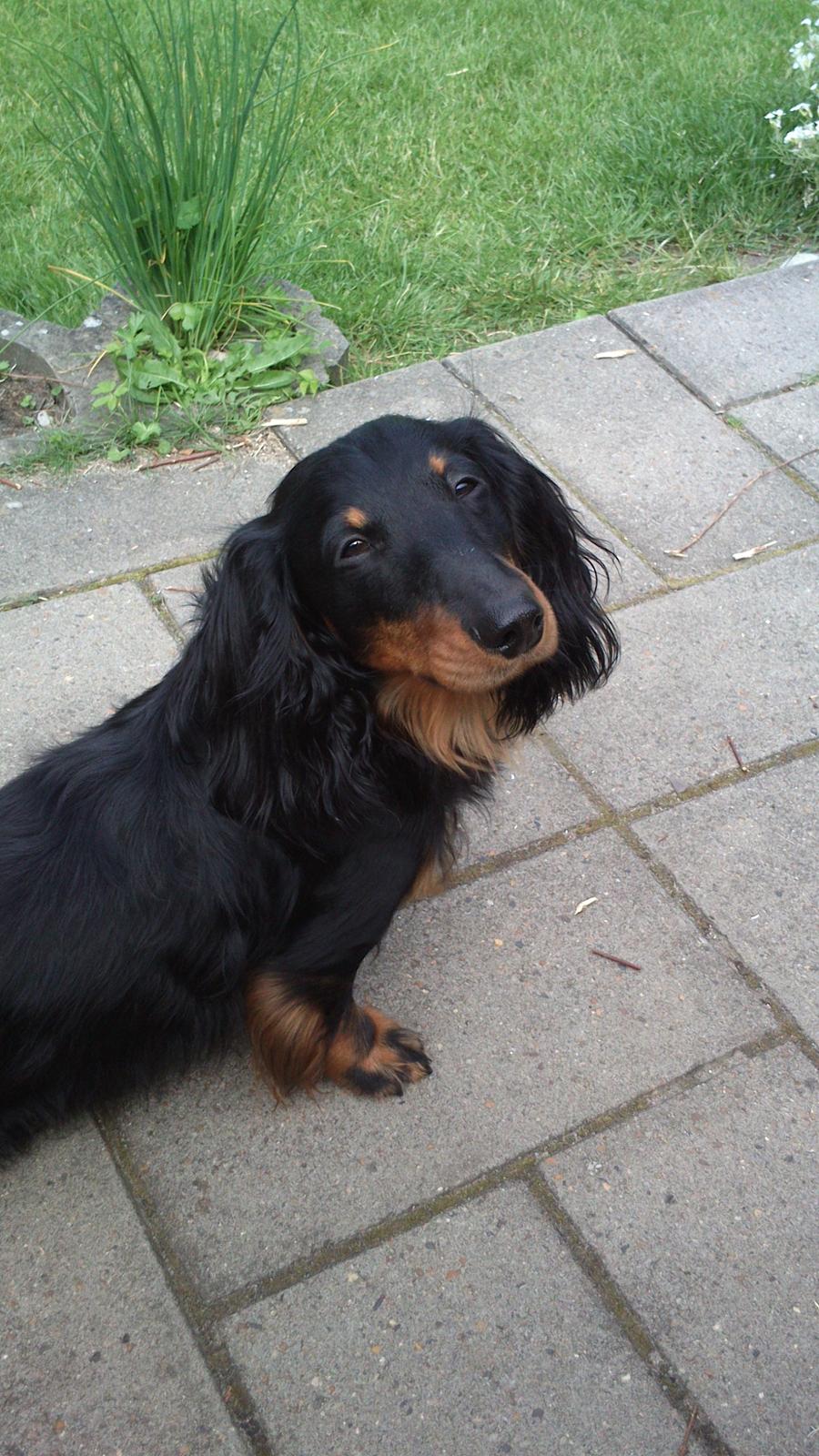 Dværggravhund Vaks billede 14