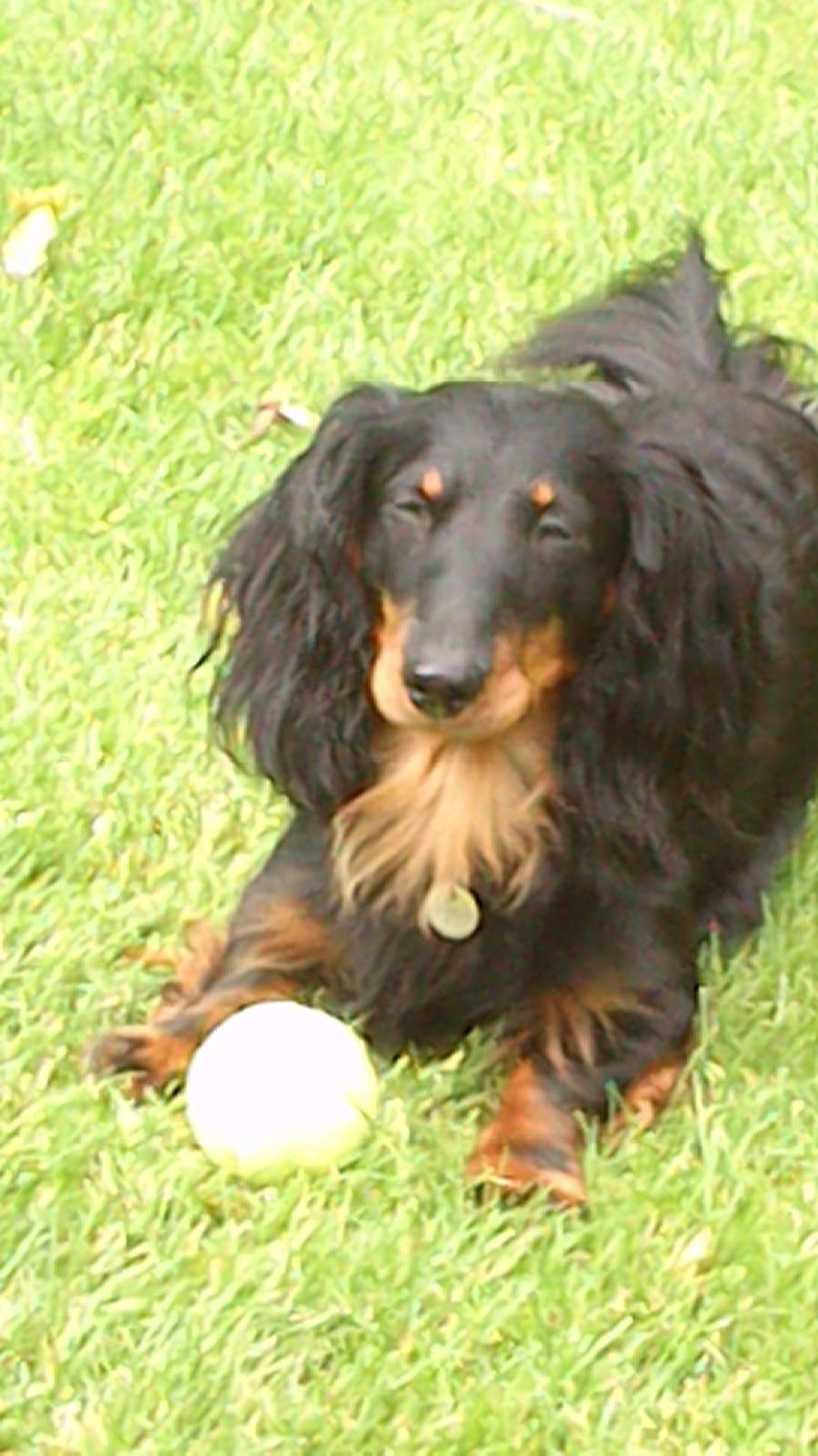 Dværggravhund Vaks billede 4