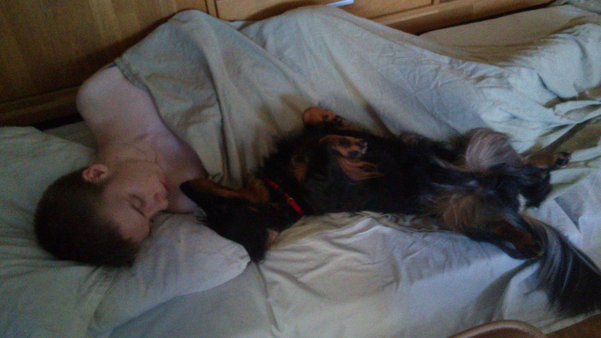 Dværggravhund Vaks billede 15