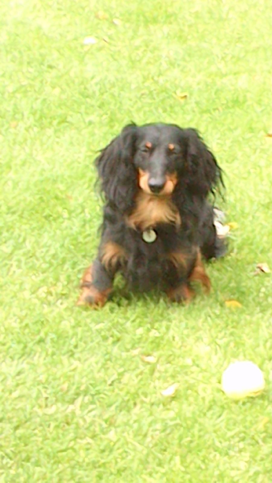 Dværggravhund Vaks billede 3