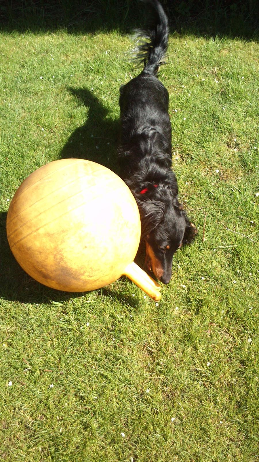 Dværggravhund Vaks billede 18