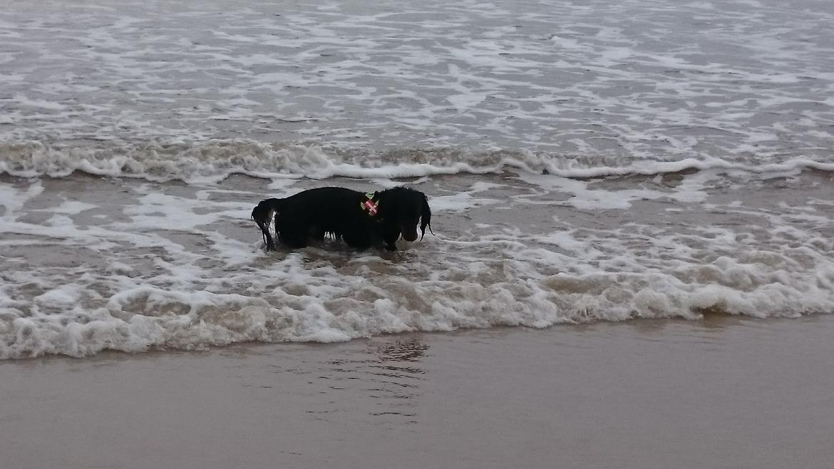 Dværggravhund Vaks billede 16