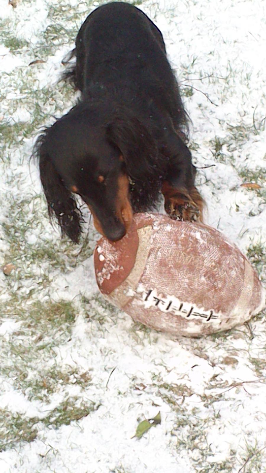 Dværggravhund Vaks billede 17