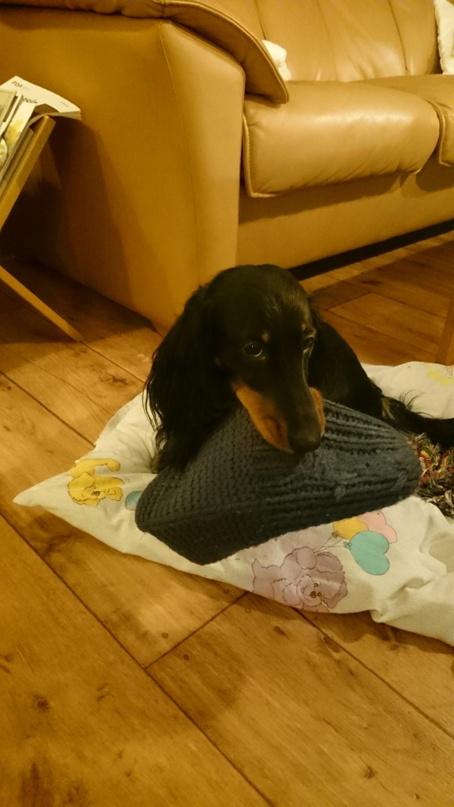 Dværggravhund Vaks billede 21