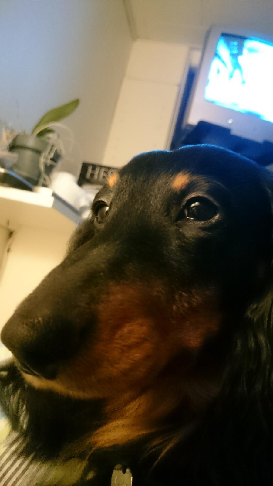 Dværggravhund Vaks billede 22