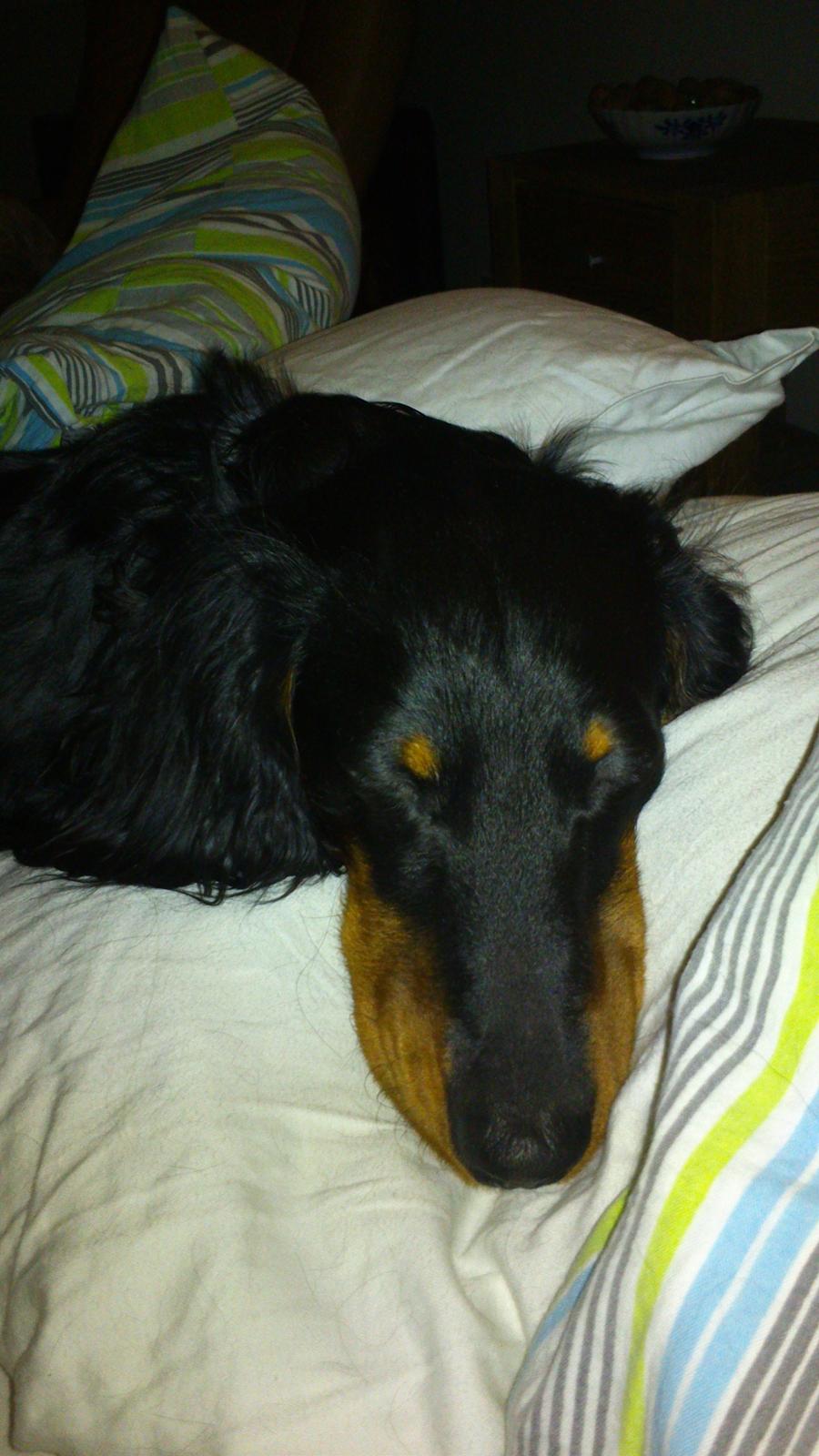 Dværggravhund Vaks billede 9