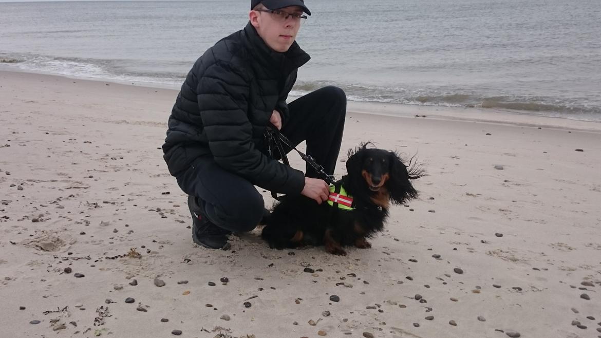 Dværggravhund Vaks billede 24