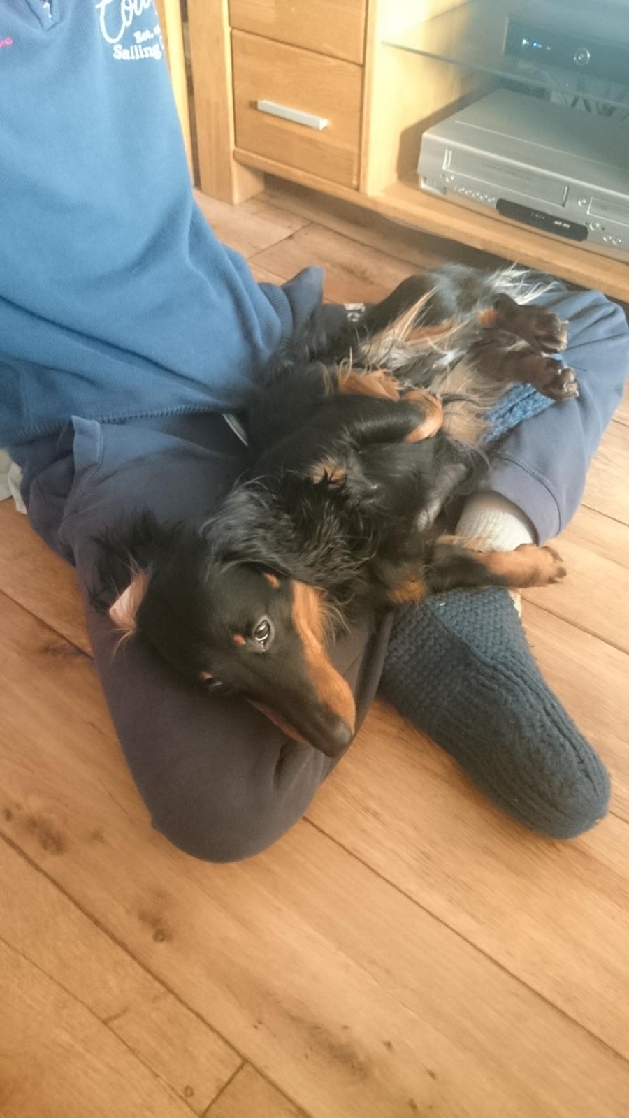 Dværggravhund Vaks billede 23