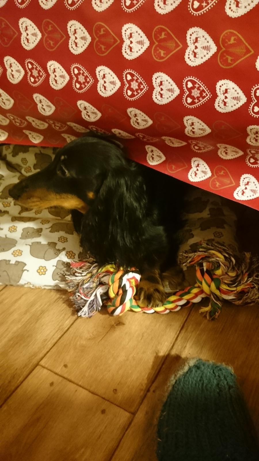 Dværggravhund Vaks billede 31