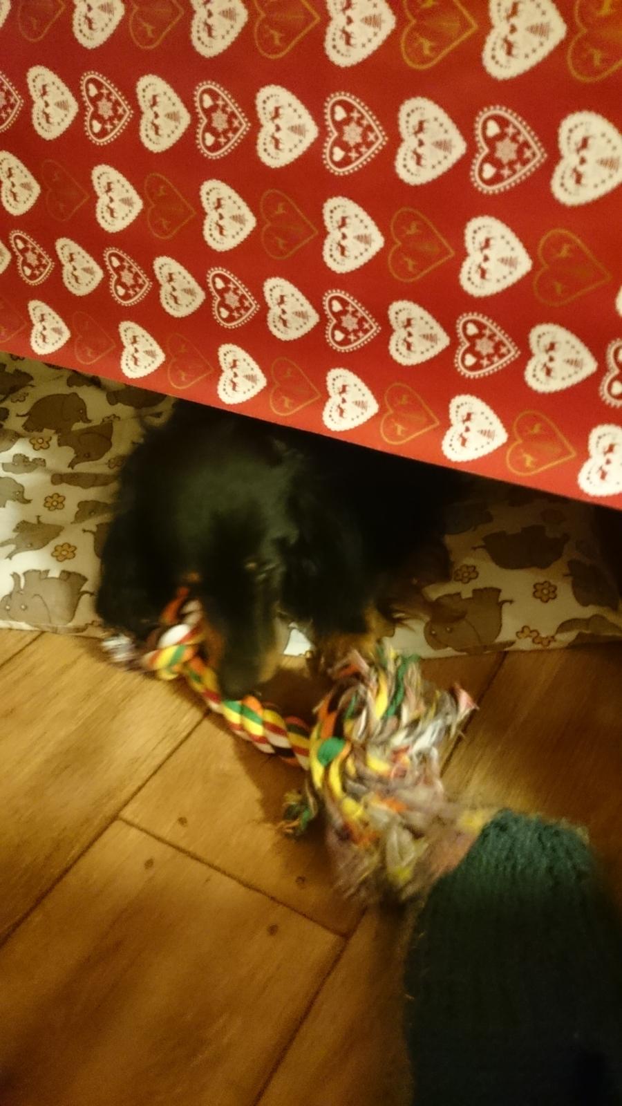 Dværggravhund Vaks billede 32