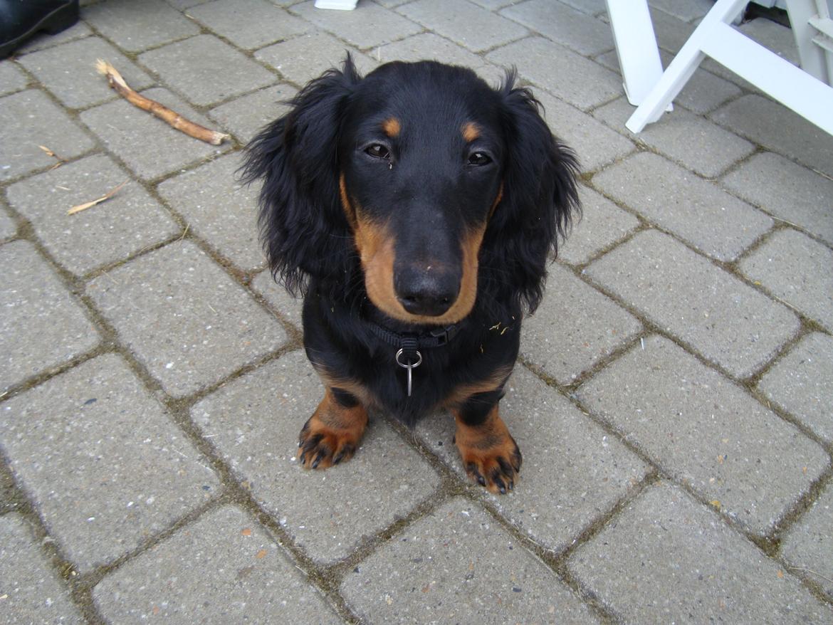 Dværggravhund Vaks billede 26