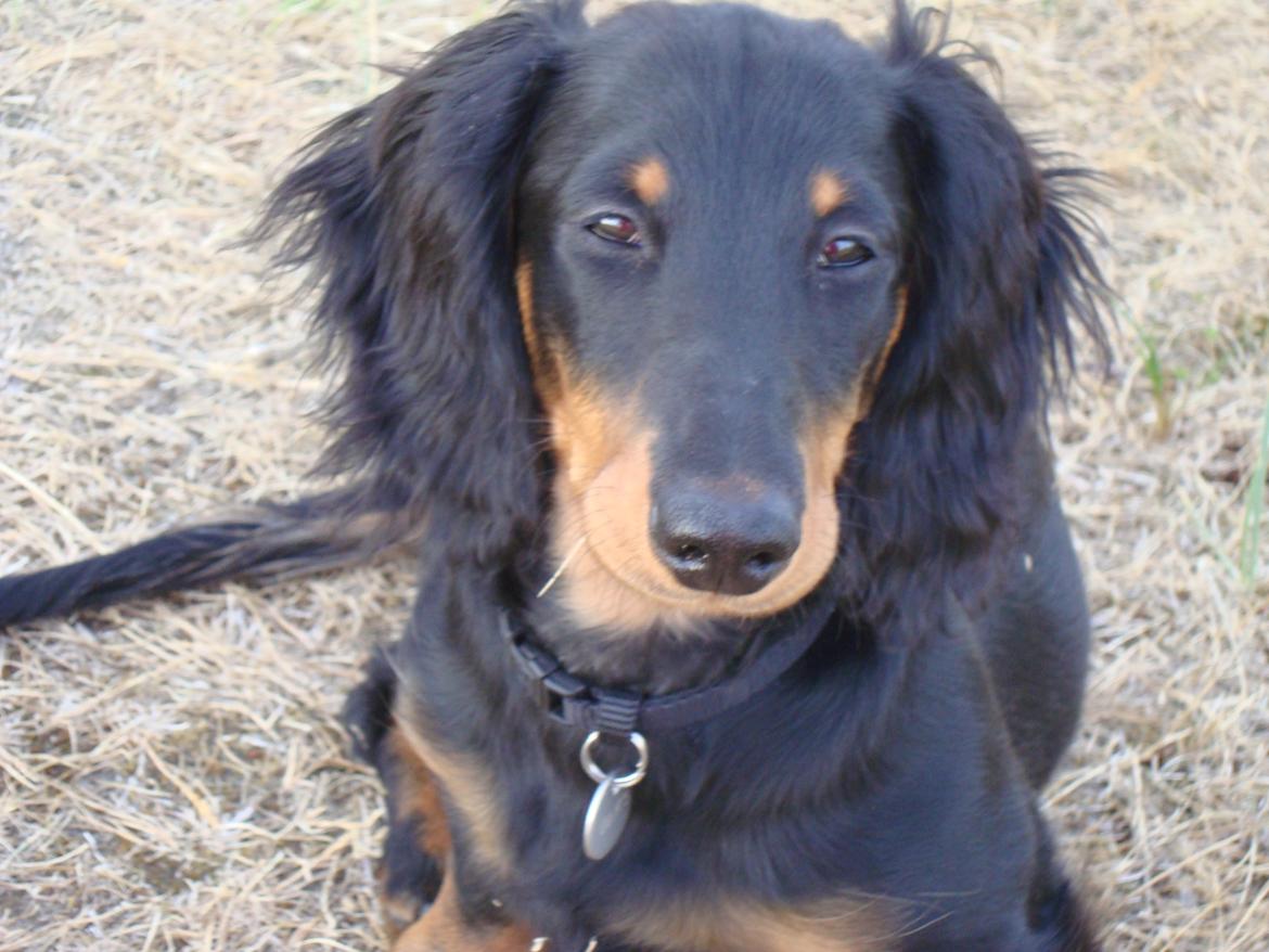 Dværggravhund Vaks billede 27