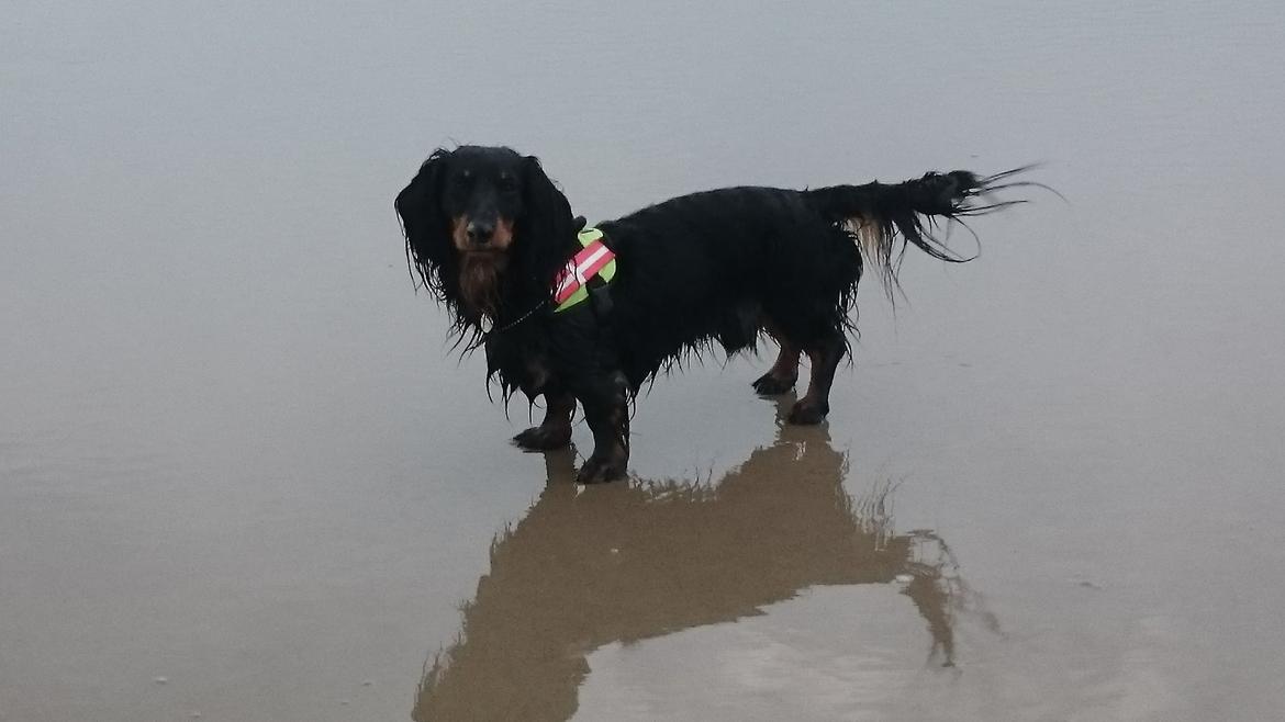 Dværggravhund Vaks billede 25