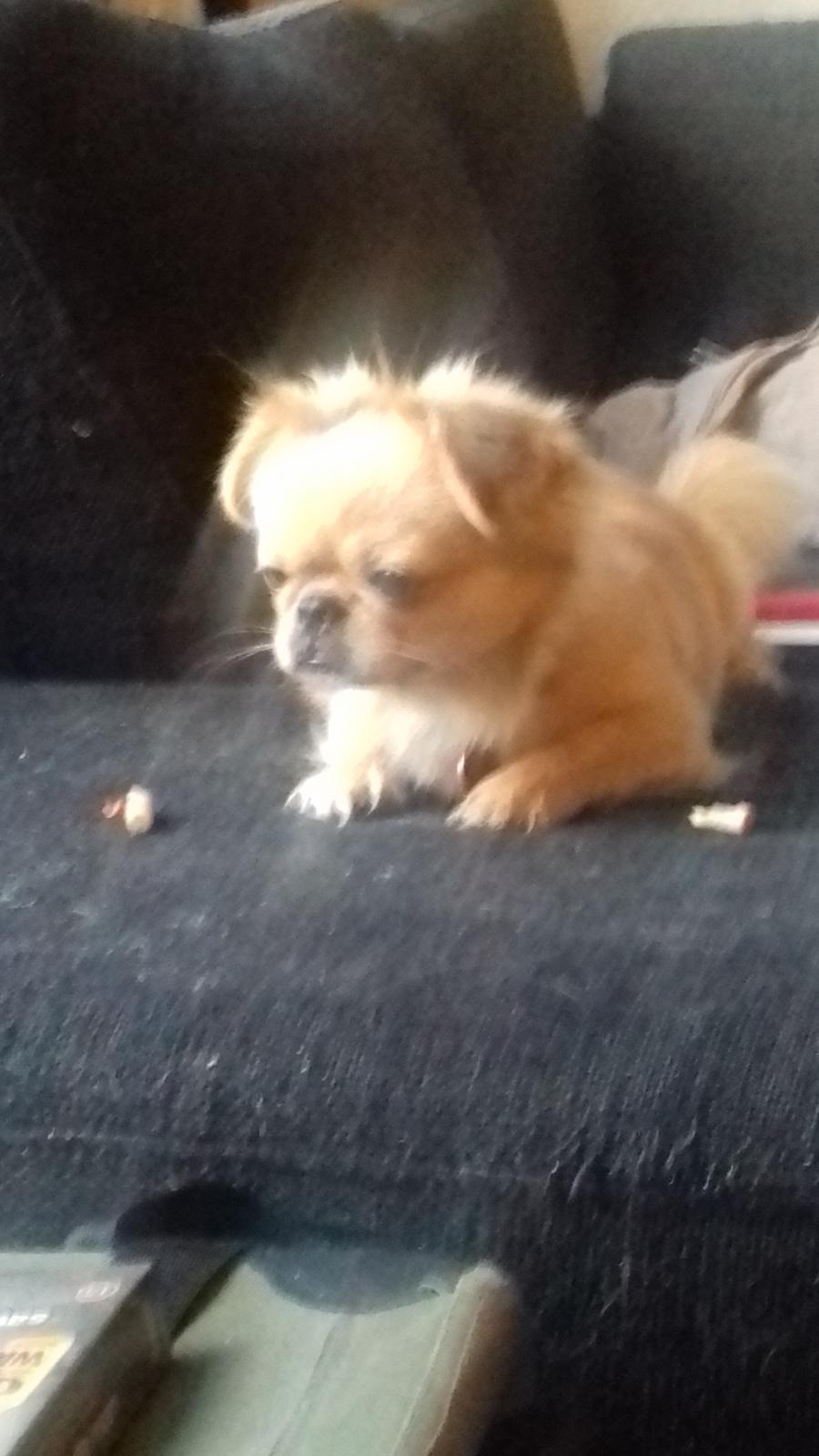 Blanding af racer Gucci billede 5