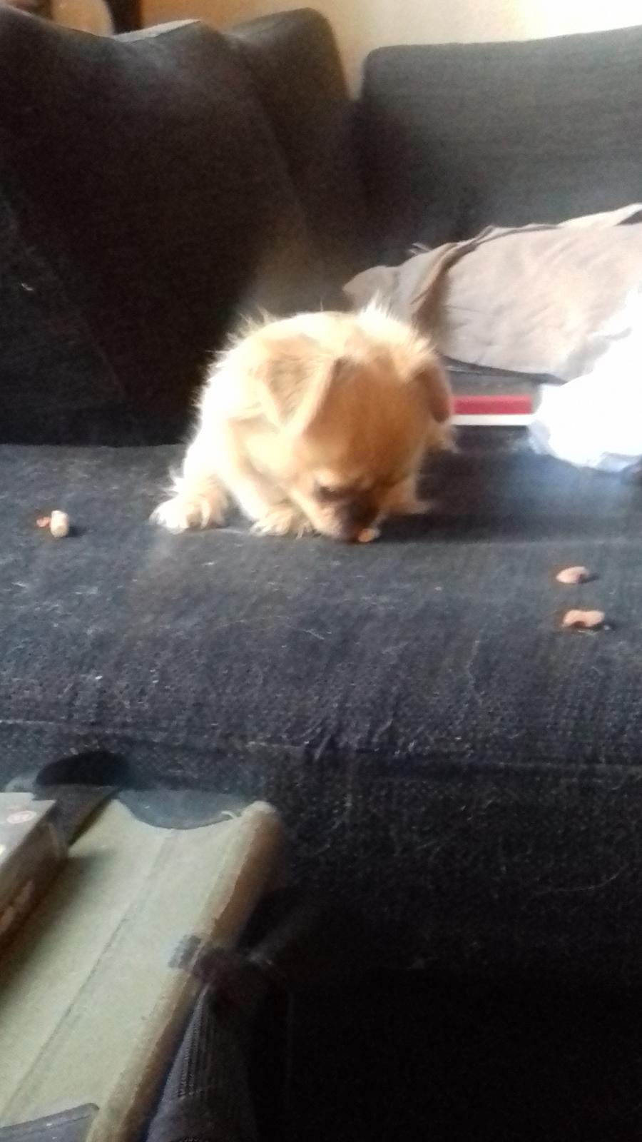 Blanding af racer Gucci billede 3