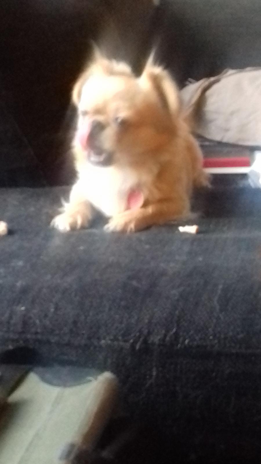 Blanding af racer Gucci - Her får jeg lige en snack billede 2