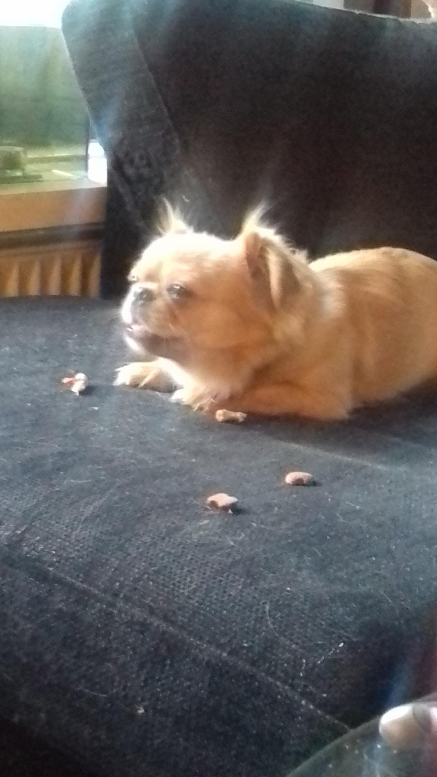 Blanding af racer Gucci billede 4