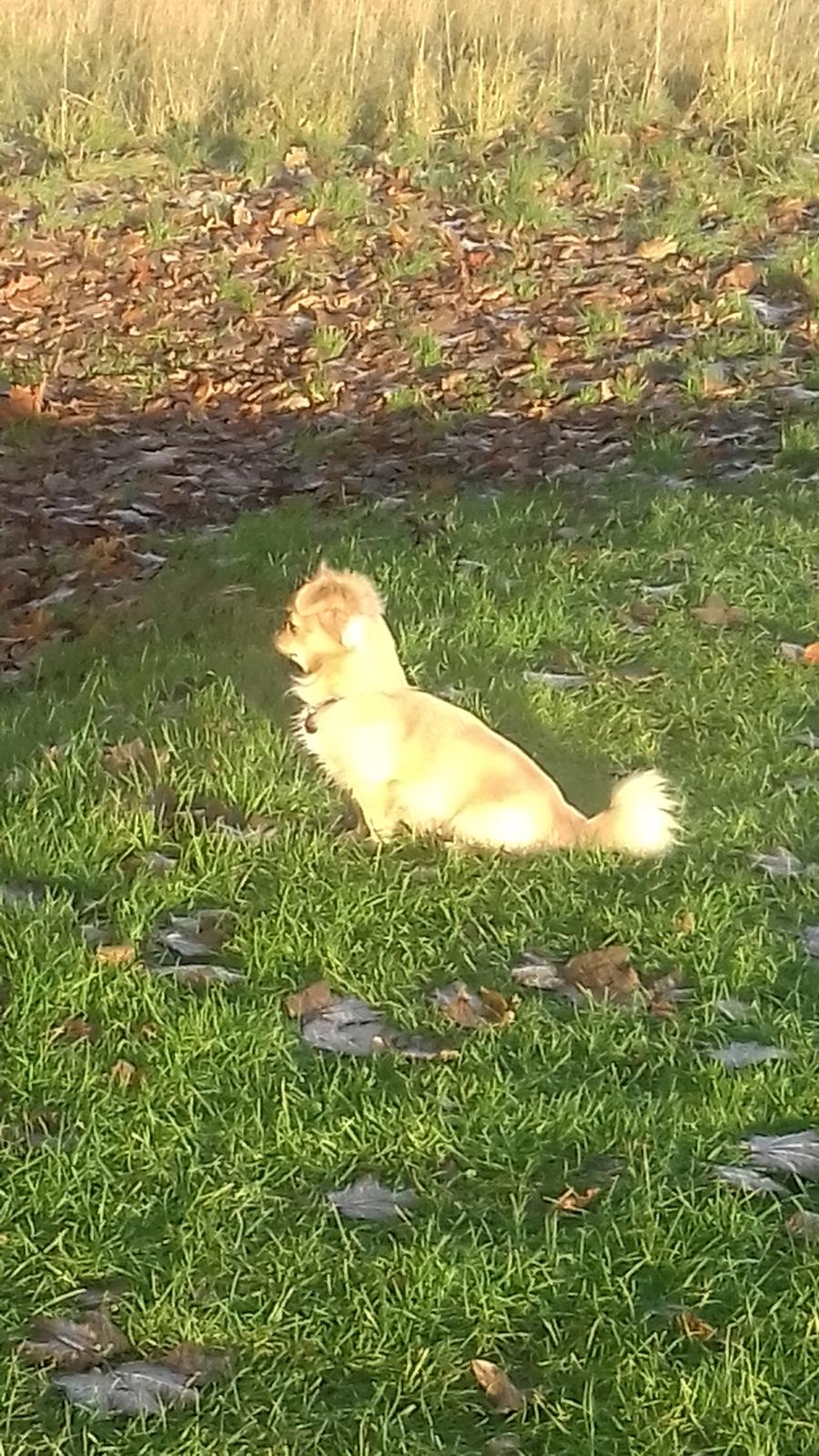 Blanding af racer Gucci - Gucci der holder udkig. billede 1