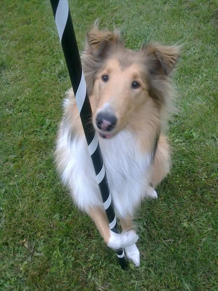 Collie langhåret Lapinette's Heading for the Top (HERA) billede 48