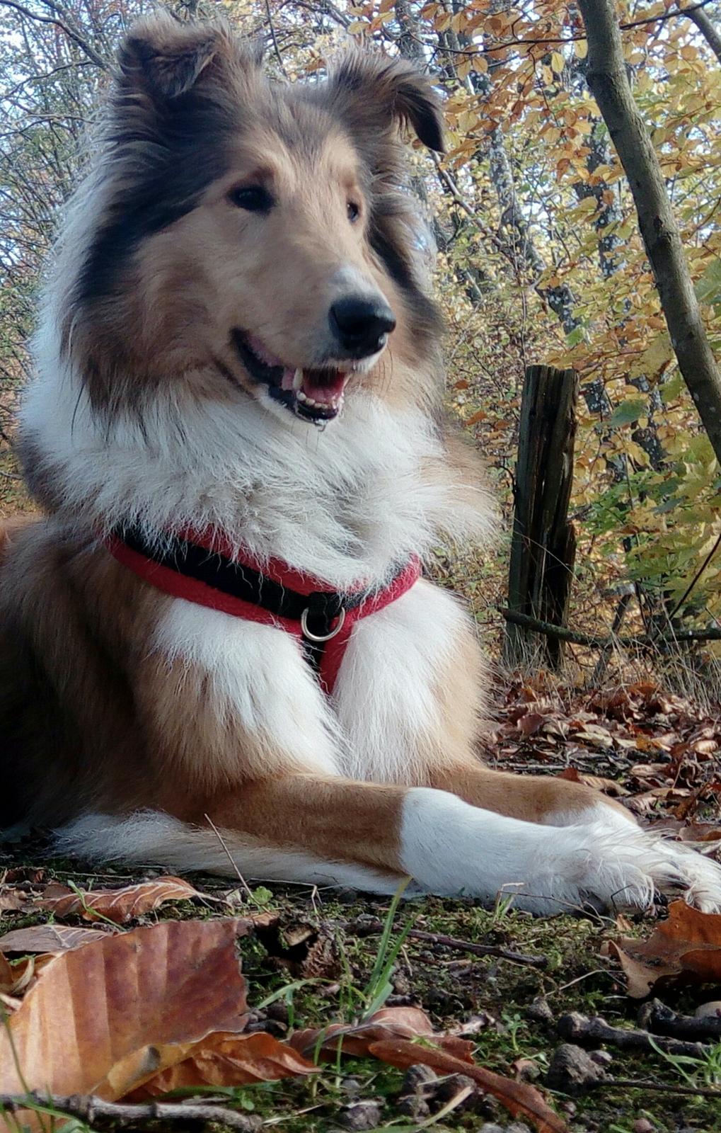 Collie langhåret Lapinette's Heading for the Top (HERA) billede 50