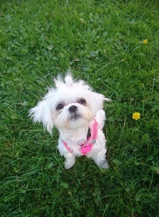 Malteser Ala billede 1