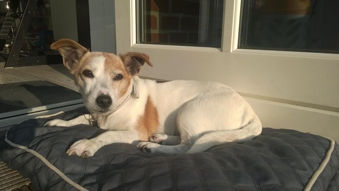 Jack russell terrier Sille - Sille er ved at være en meget gammel hund nu. Hun er 12.5 år. Hun har været syg nogle gange det seneste år og gå ture gider hun ikke rigtigt. Hun er stadig meget glad. Vi forbereder os på at hun ikke er her mere.  billede 21