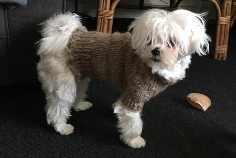 Malteser Ala billede 7