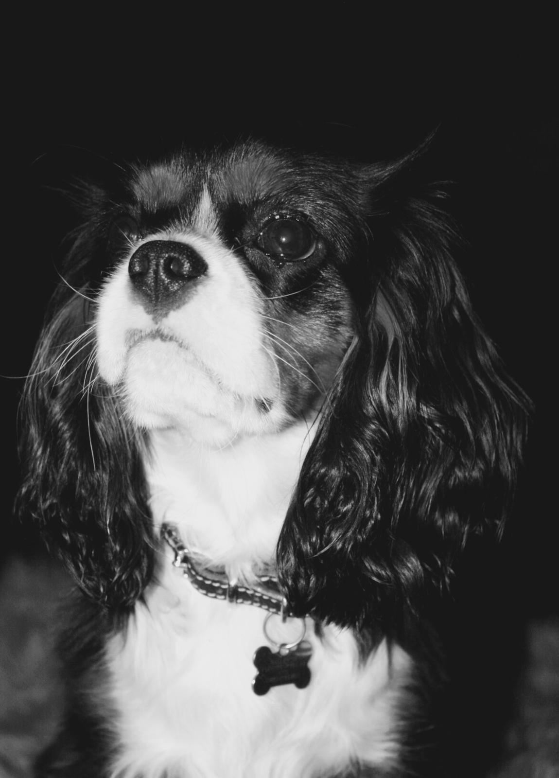 Cavalier king charles spaniel Liane's Tia Lucia billede 15