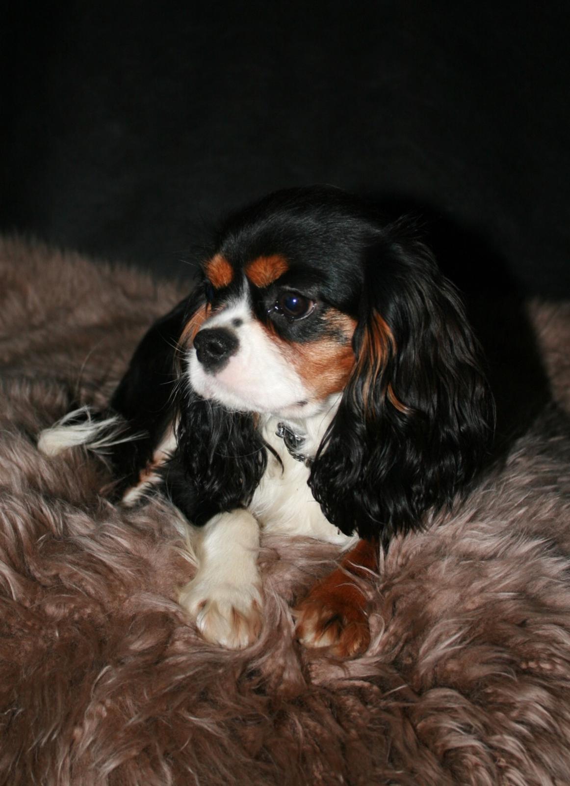 Cavalier king charles spaniel Liane's Tia Lucia billede 16