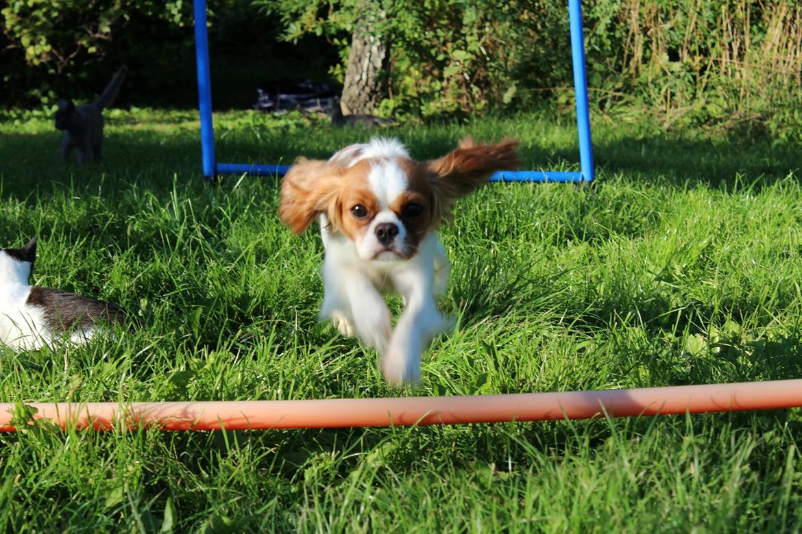 Cavalier king charles spaniel Fiona billede 3