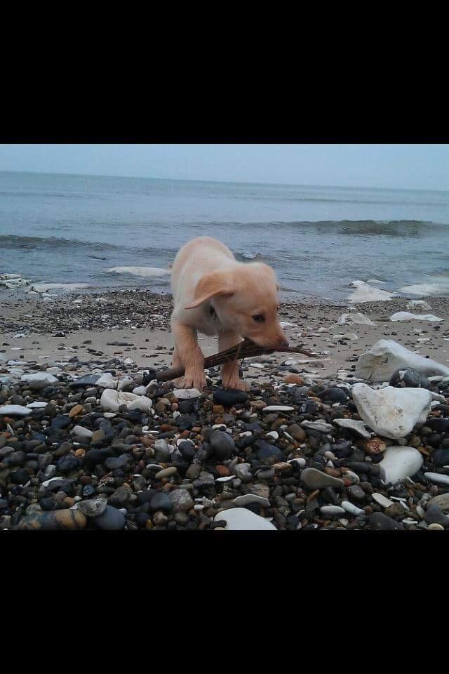 Labrador retriever Enzo billede 10