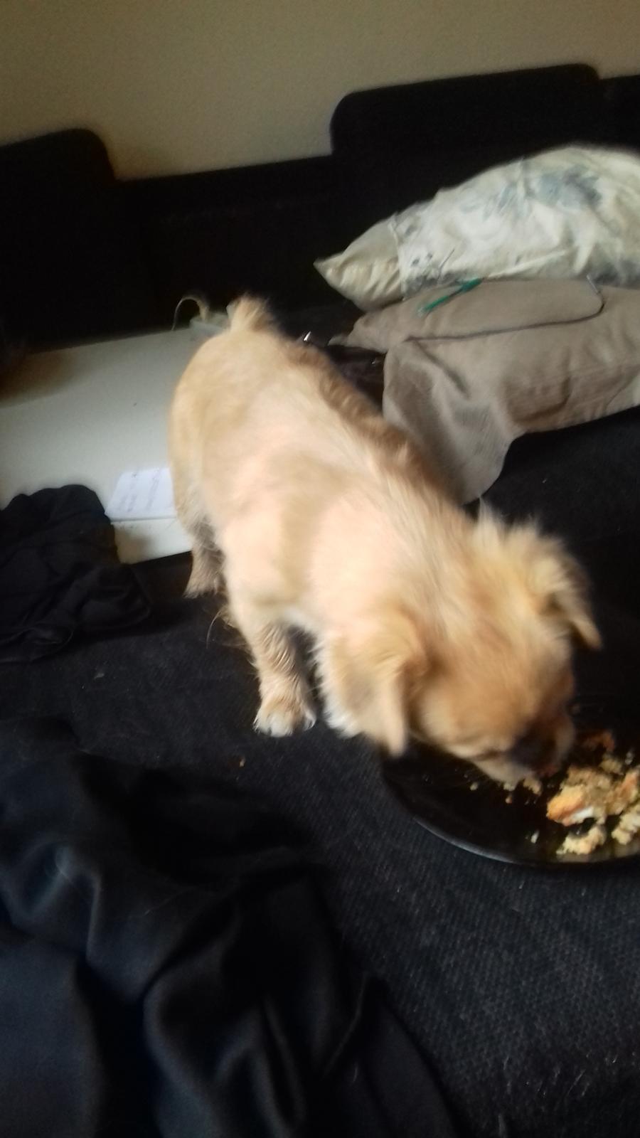 Blanding af racer Gucci billede 7