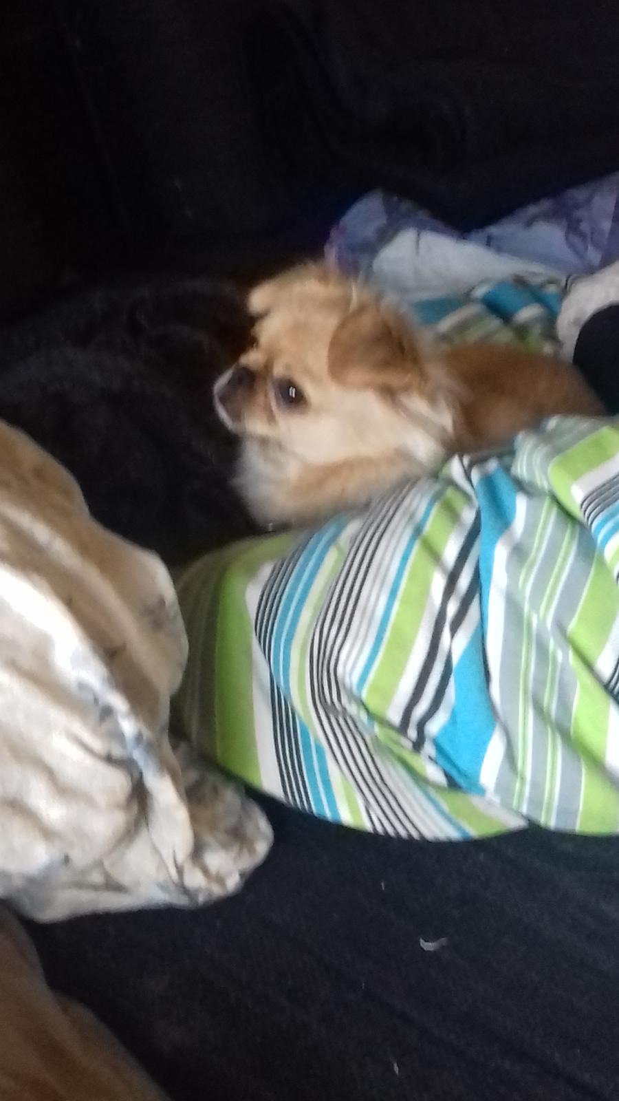 Blanding af racer Gucci billede 8