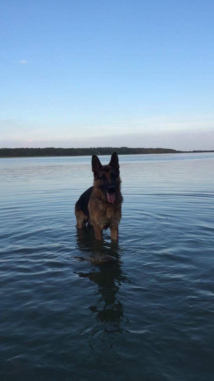 Schæferhund Diego billede 29