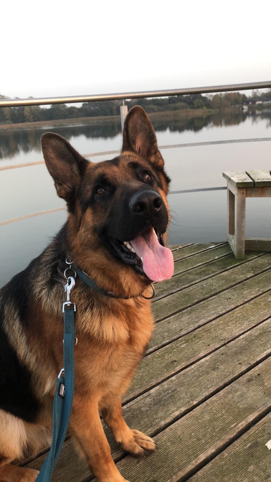 Schæferhund Diego billede 30