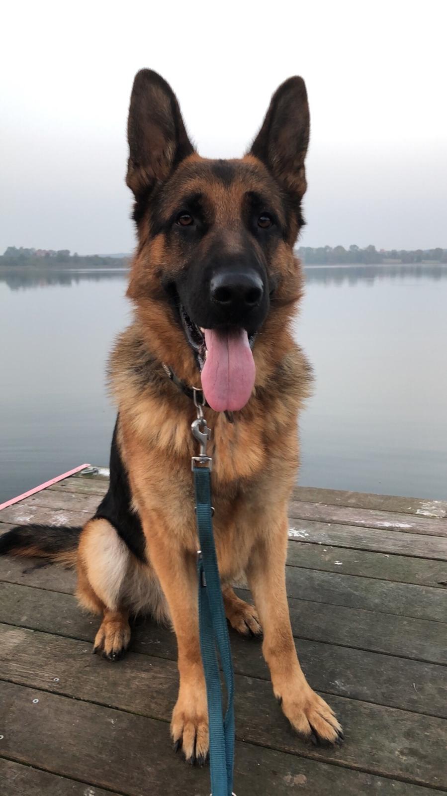 Schæferhund Diego billede 32