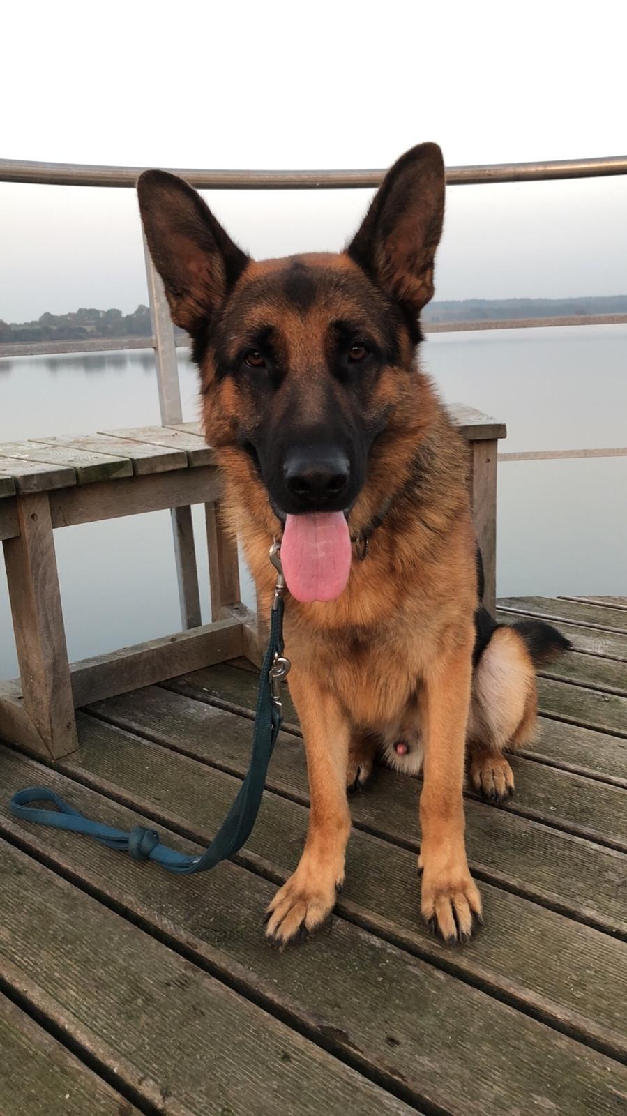 Schæferhund Diego billede 31