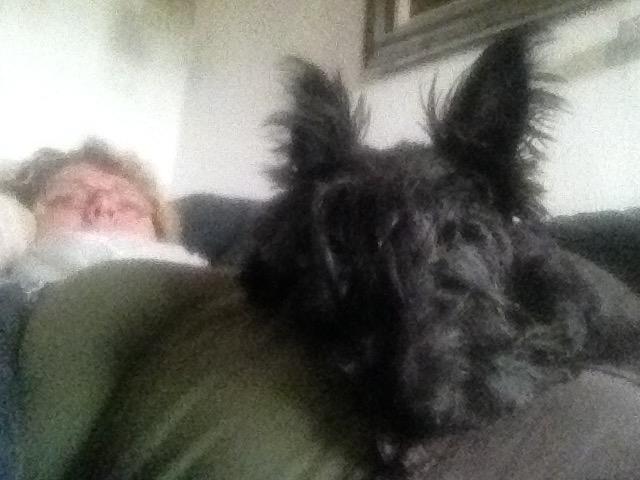 Skotsk terrier Freja billede 21