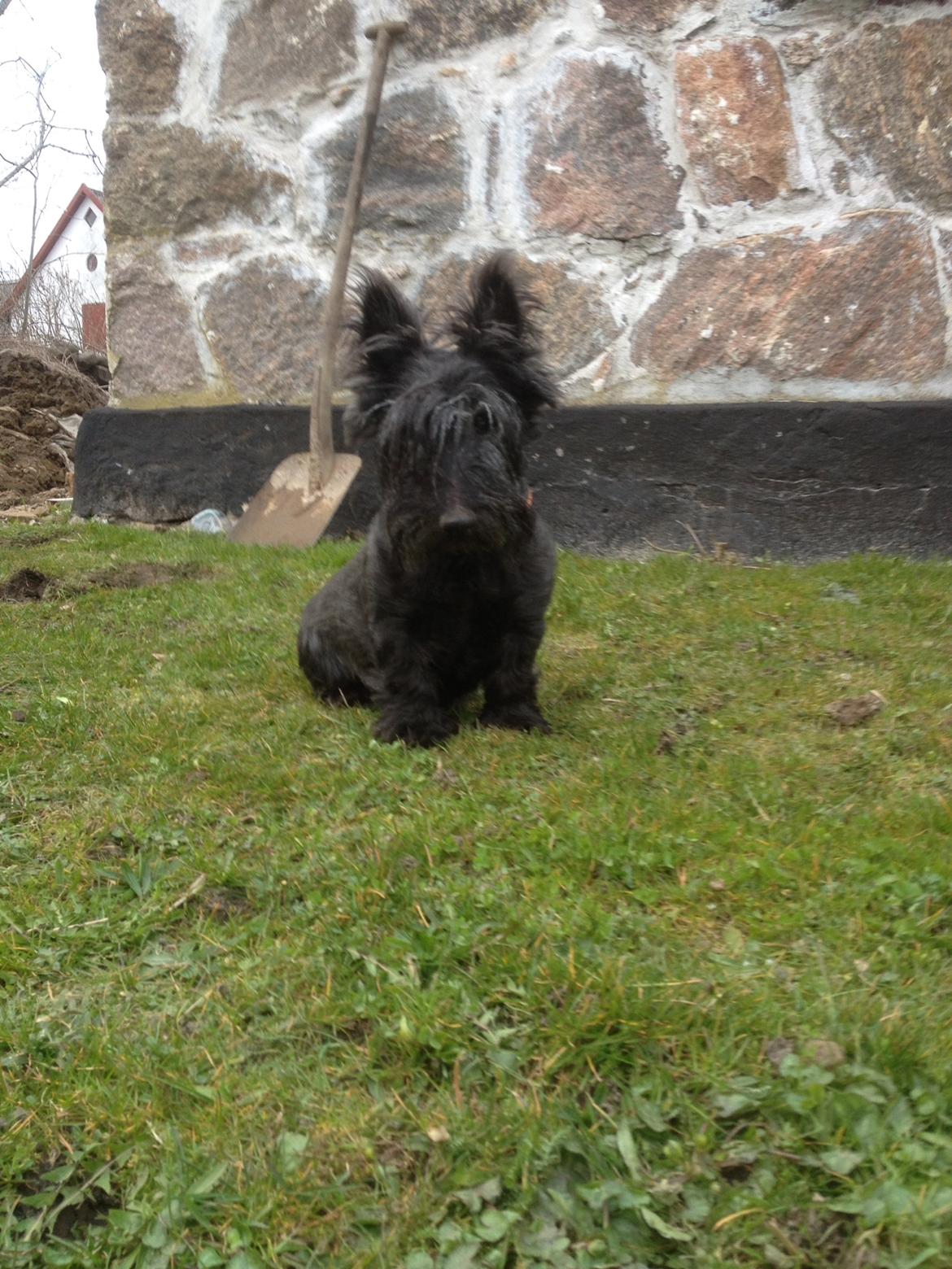 Skotsk terrier Freja billede 22