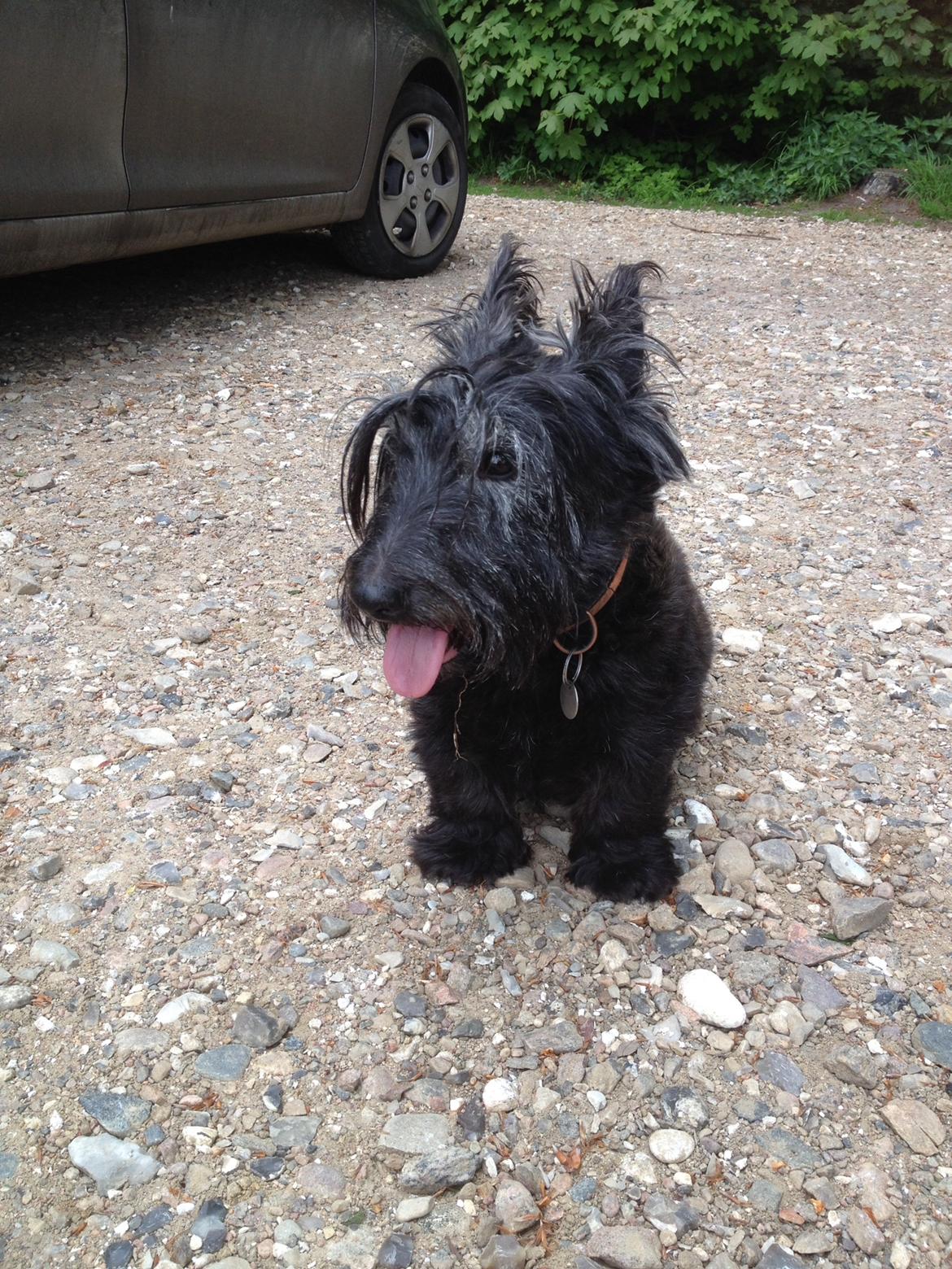 Skotsk terrier Freja billede 23