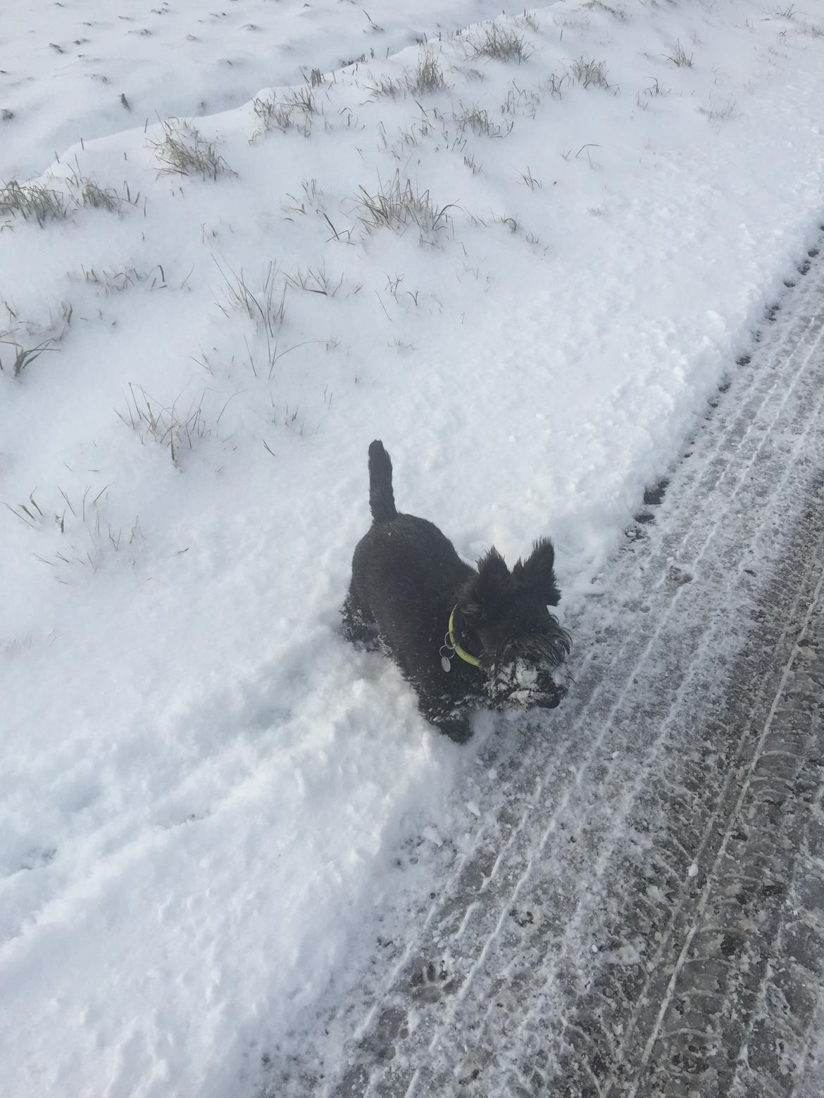 Skotsk terrier Freja billede 25