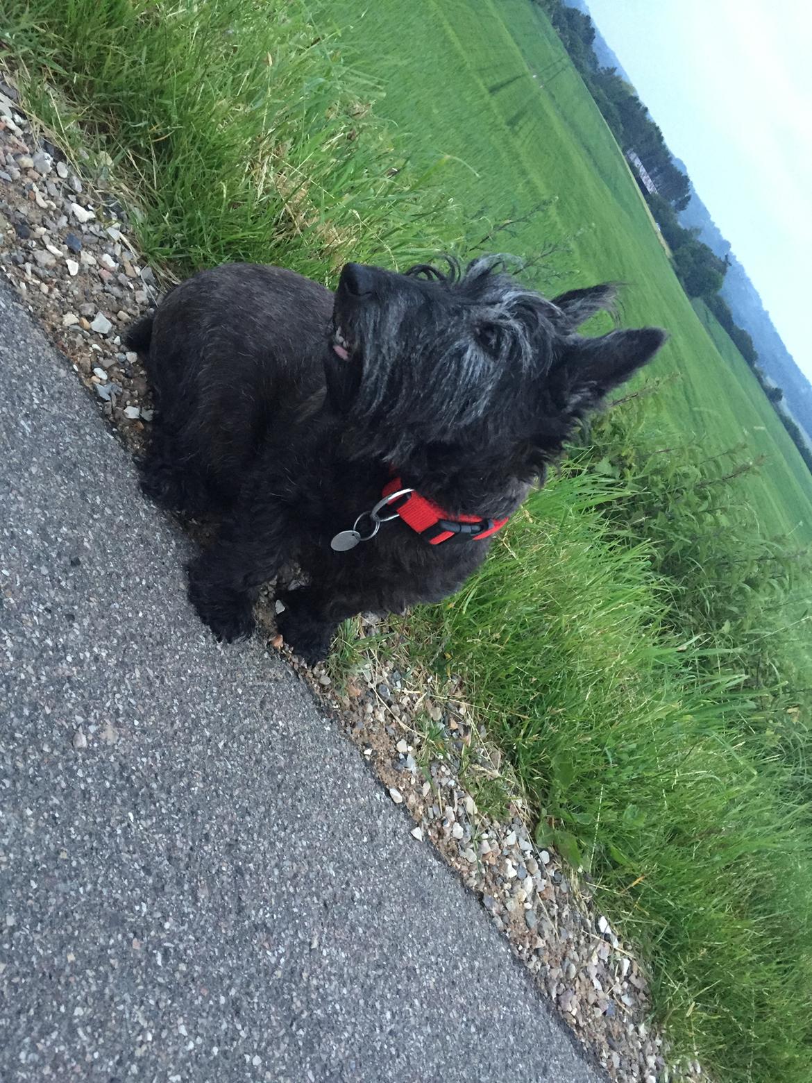 Skotsk terrier Freja billede 26