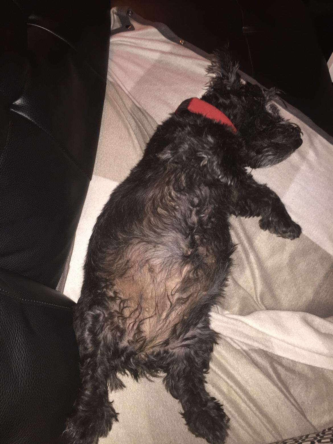 Skotsk terrier Freja billede 27