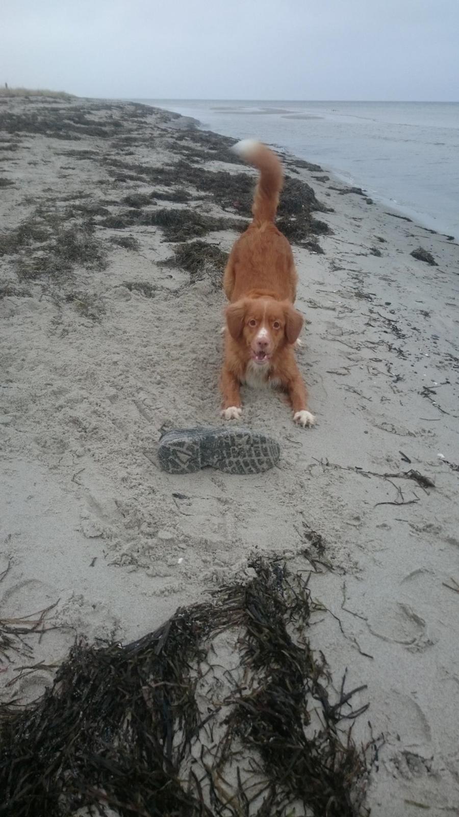 Nova scotia duck tolling retriever Redborn first Contact (Dixie) [Himmelhund] billede 4