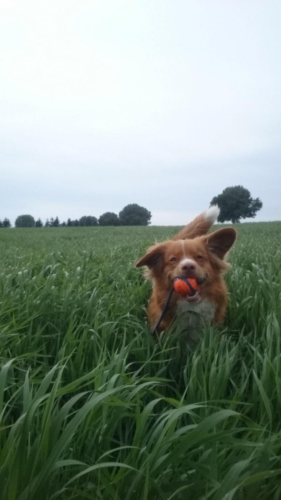 Nova scotia duck tolling retriever Redborn first Contact (Dixie) [Himmelhund] billede 3